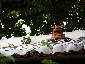④IMG_8974.JPG