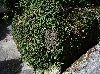 ⑥IMG_8977.JPG