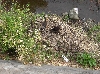 HIMG0583.JPG